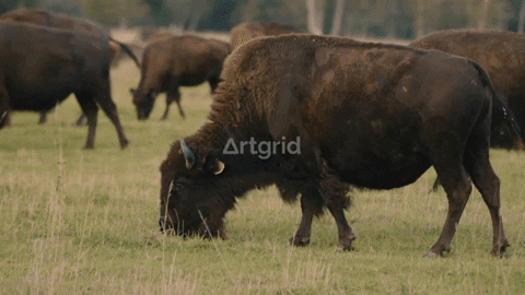 Animated GIF - Find & Share on GIPHY